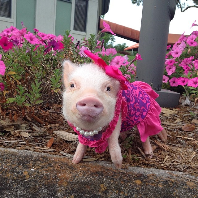 Meet Priscilla: The Prettiest Mini Pig On Instagram