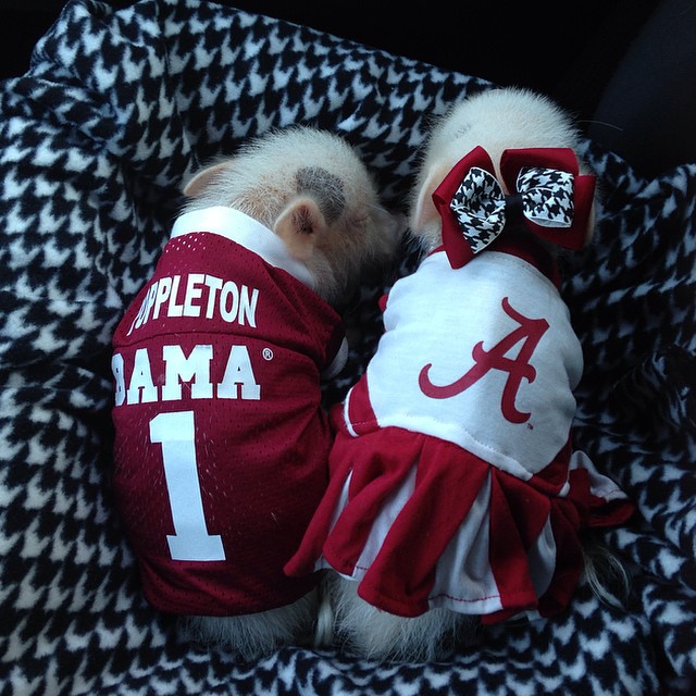 Meet Priscilla: The Prettiest Mini Pig On Instagram