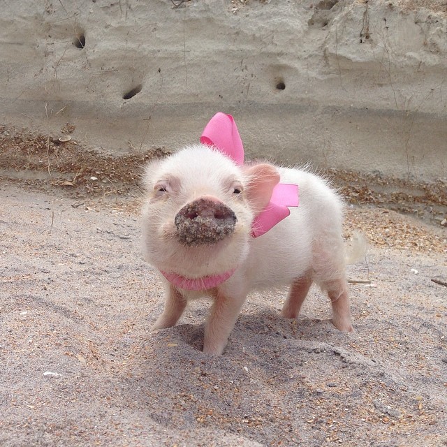 Meet Priscilla: The Prettiest Mini Pig On Instagram