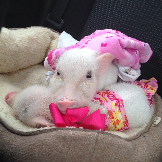 Meet Priscilla: The Prettiest Mini Pig On Instagram