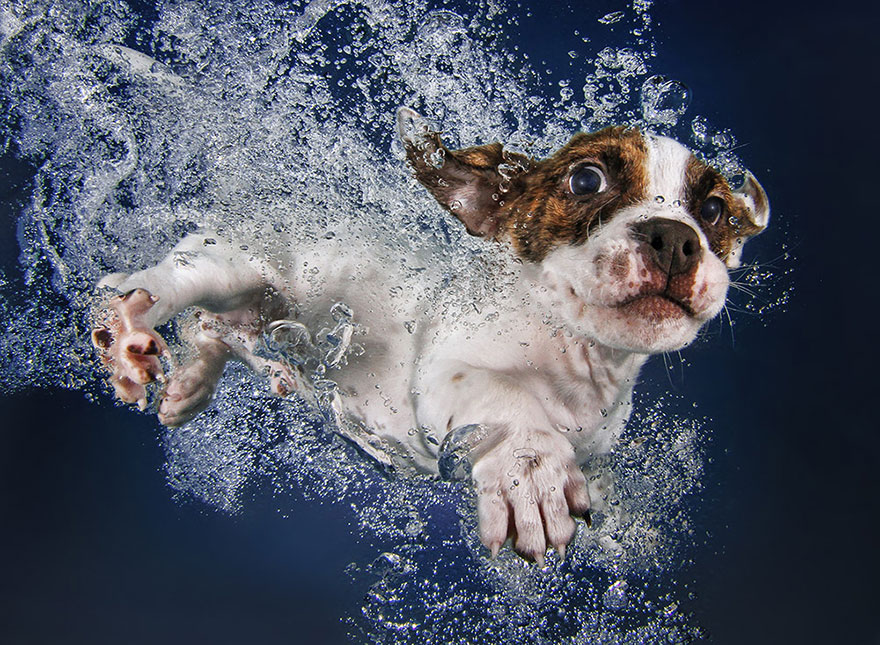 New Playful Underwater Puppy Photo Series By Seth Casteel New Playful Underwater Puppy Photo Series By Seth Casteel