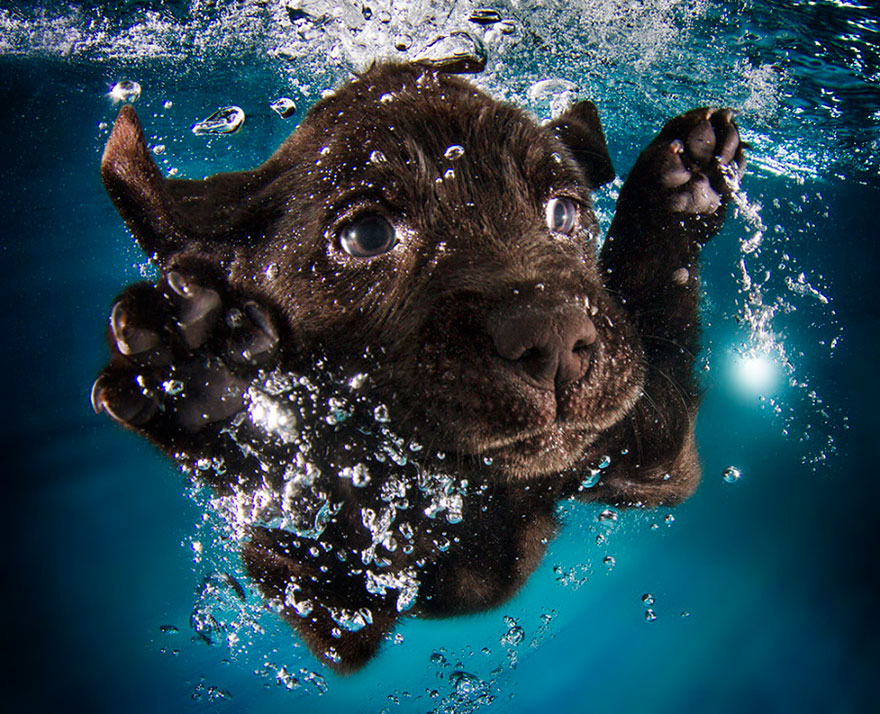 New Playful Underwater Puppy Photo Series By Seth Casteel New Playful Underwater Puppy Photo Series By Seth Casteel