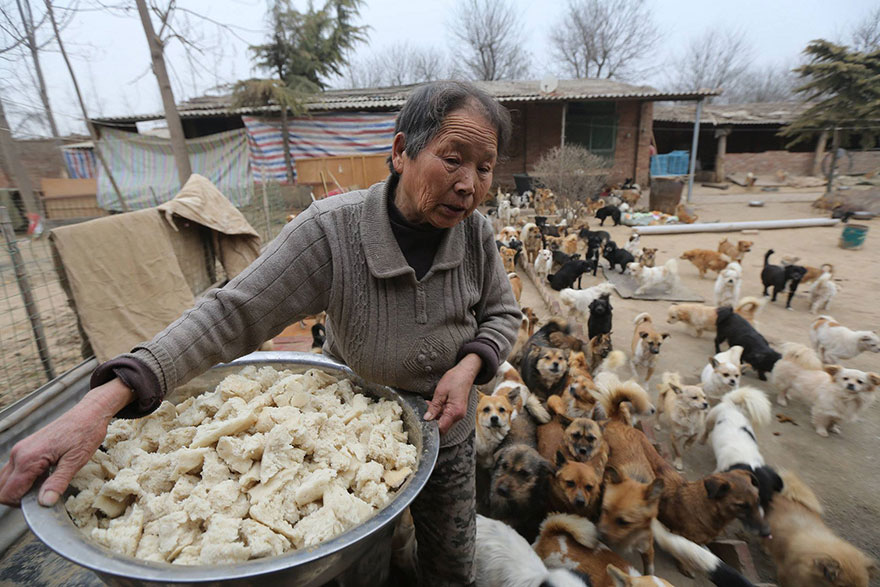 Every Day, These Elderly Chinese Women Wake Up At 4AM To Feed 1,300 Stray Dogs