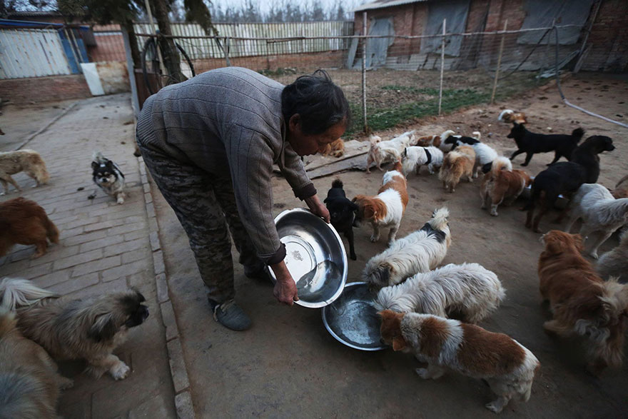 Every Day, These Elderly Chinese Women Wake Up At 4AM To Feed 1,300 Stray Dogs