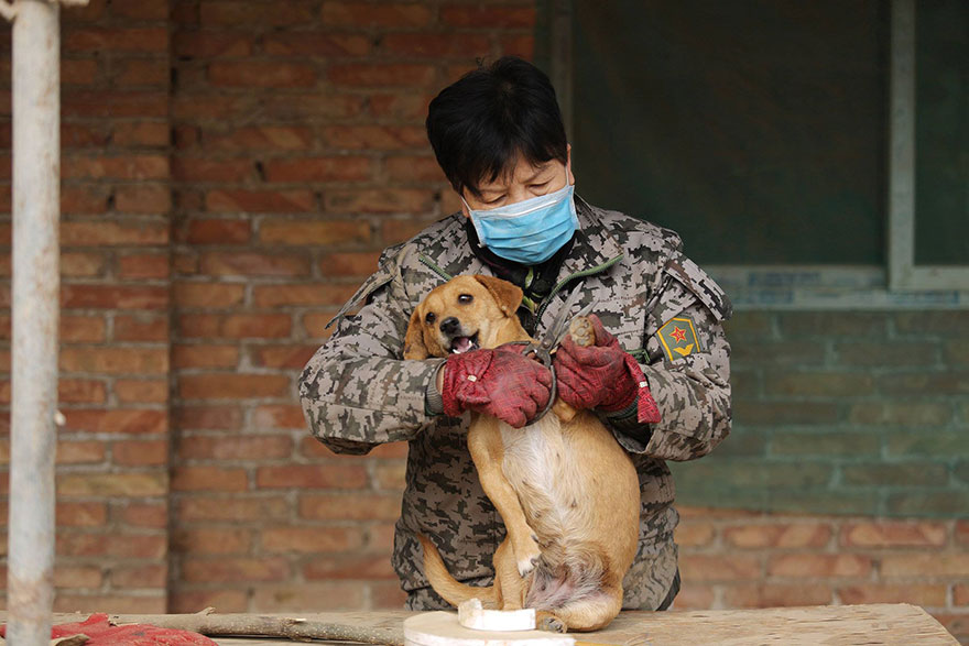 Every Day, These Elderly Chinese Women Wake Up At 4AM To Feed 1,300 Stray Dogs