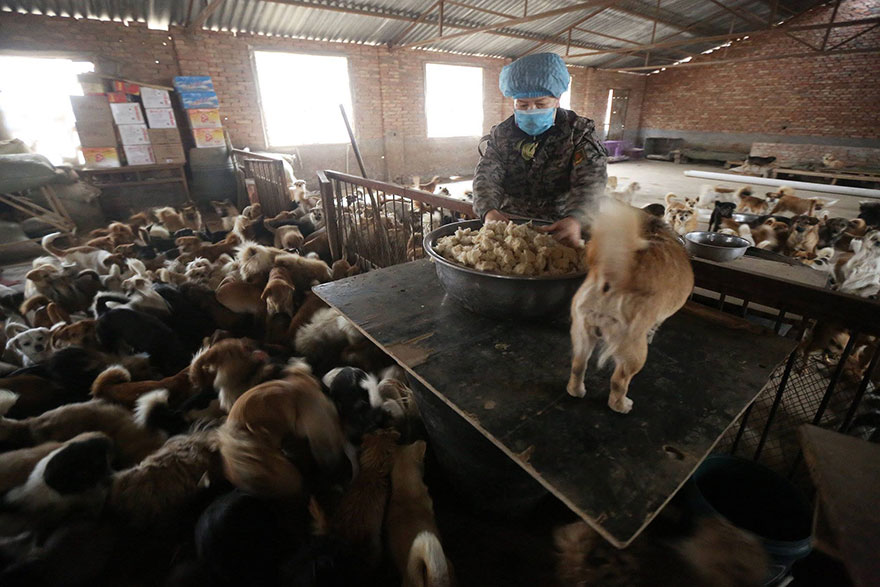 Every Day, These Elderly Chinese Women Wake Up At 4AM To Feed 1,300 Stray Dogs
