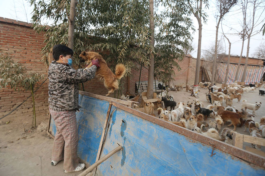 Every Day, These Elderly Chinese Women Wake Up At 4AM To Feed 1,300 Stray Dogs