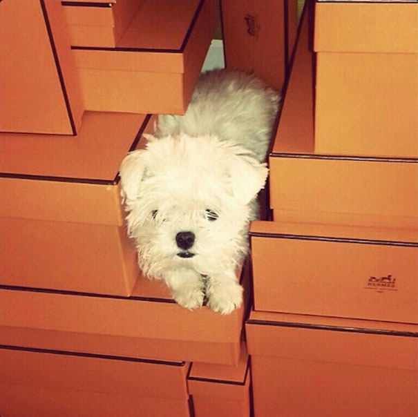 Rich Dogs Of Instagram: The Proof That Pups Live Better Than Humans