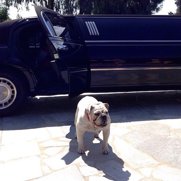 Rich Dogs Of Instagram: The Proof That Pups Live Better Than Humans