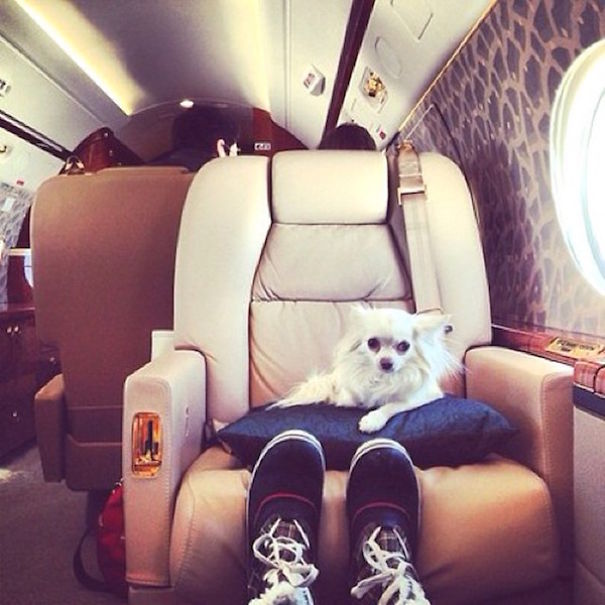 Rich Dogs Of Instagram: The Proof That Pups Live Better Than Humans