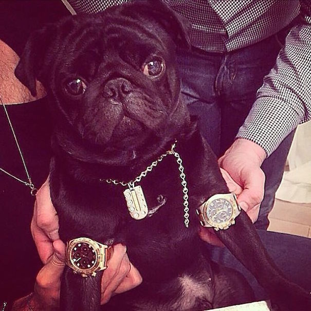 Rich Dogs Of Instagram: The Proof That Pups Live Better Than Humans