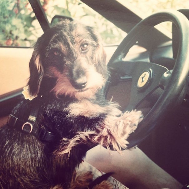 Rich Dogs Of Instagram: The Proof That Pups Live Better Than Humans
