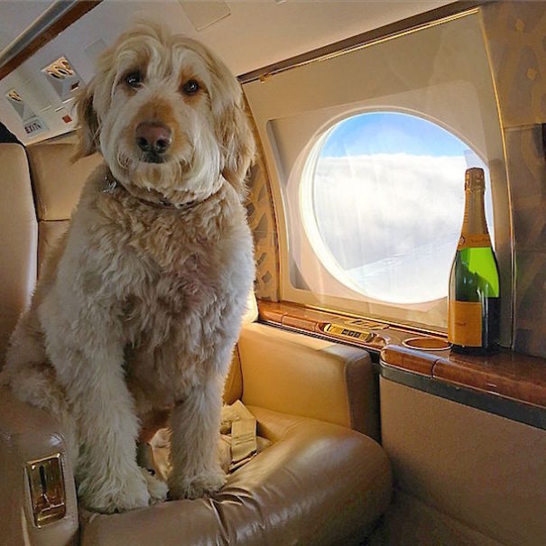 Rich Dogs Of Instagram: The Proof That Pups Live Better Than Humans
