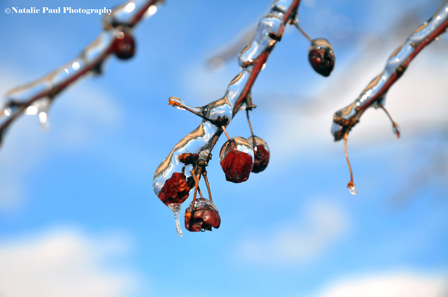 Ice Storm In Nashville Creates A Winter Wonderland Showcasing Winter And Spring