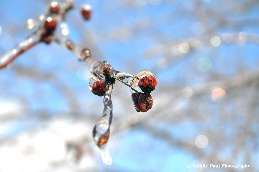 Ice Storm In Nashville Creates A Winter Wonderland Showcasing Winter And Spring