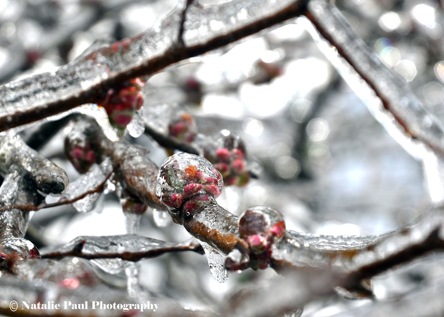 Ice Storm In Nashville Creates A Winter Wonderland Showcasing Winter And Spring
