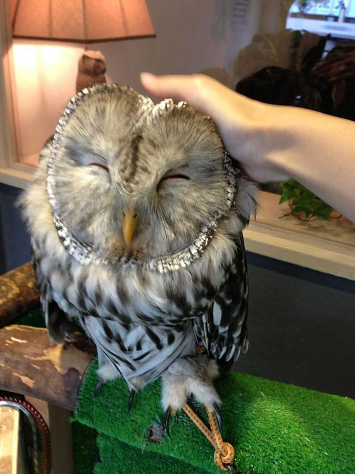 Owl Bar Opening In London To Raise Money For Owl Conservation