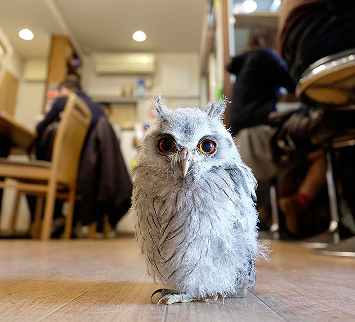 Owl Bar Opening In London To Raise Money For Owl Conservation