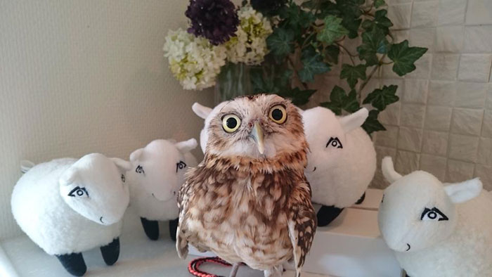 Owl Bar Opening In London To Raise Money For Owl Conservation