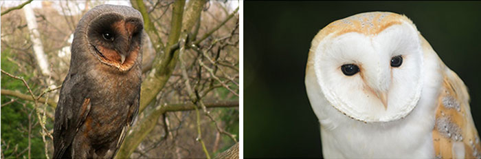 Owl Bar Opening In London To Raise Money For Owl Conservation