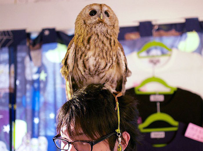 Owl Bar Opening In London To Raise Money For Owl Conservation
