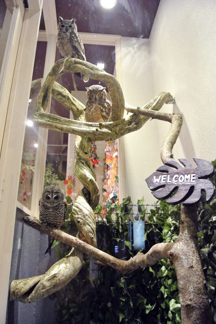 Owl Bar Opening In London To Raise Money For Owl Conservation