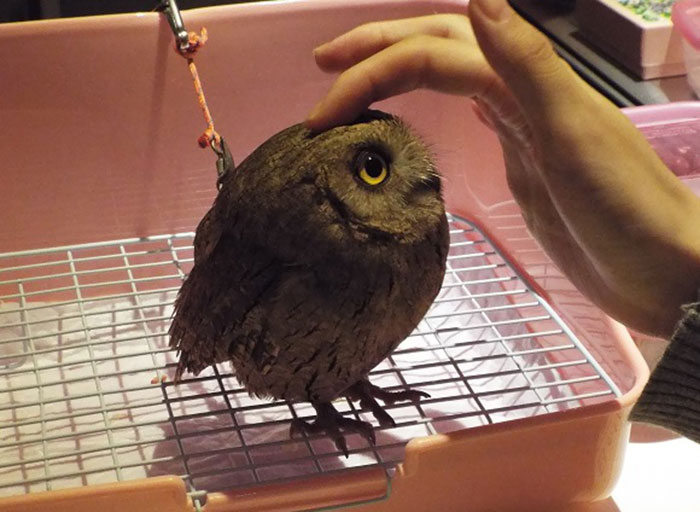 Owl Bar Opening In London To Raise Money For Owl Conservation