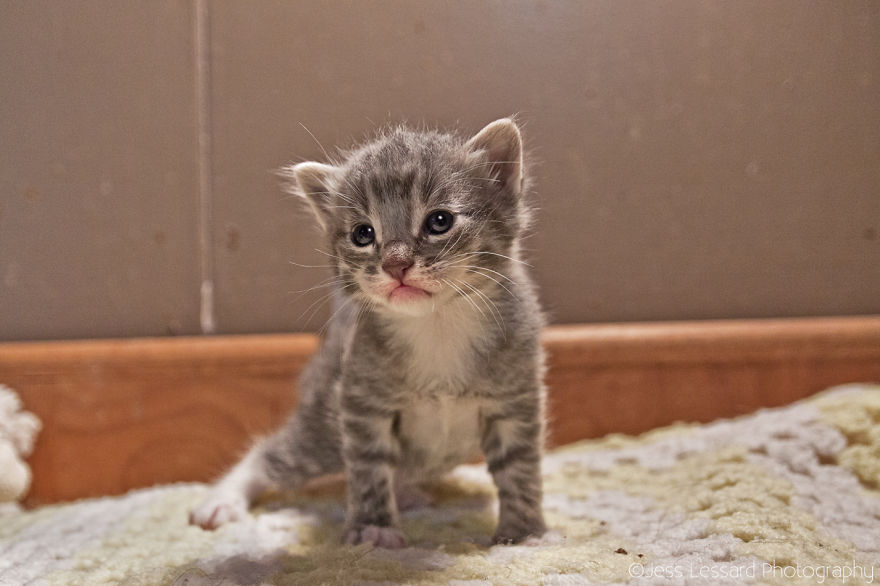 I Photograph Rescue Cats At The Largest No-Kill Cat Sanctuary In California (700+ Cats) To Help Them Get Adopted I Photograph Rescue Cats At The Largest No-Kill Cat Sanctuary In California (700+ Cats) To Help Them Get Adopted