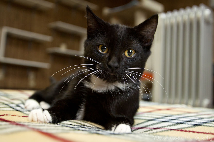 I Photograph Rescue Cats At The Largest No-Kill Cat Sanctuary In California (700+ Cats) To Help Them Get Adopted I Photograph Rescue Cats At The Largest No-Kill Cat Sanctuary In California (700+ Cats) To Help Them Get Adopted