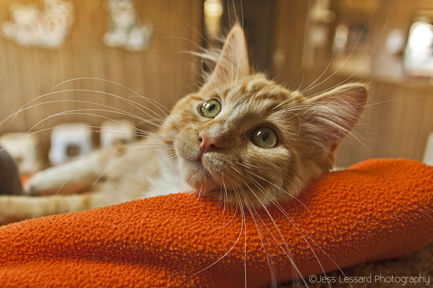 I Photograph Rescue Cats At The Largest No-Kill Cat Sanctuary In California (700+ Cats) To Help Them Get Adopted I Photograph Rescue Cats At The Largest No-Kill Cat Sanctuary In California (700+ Cats) To Help Them Get Adopted