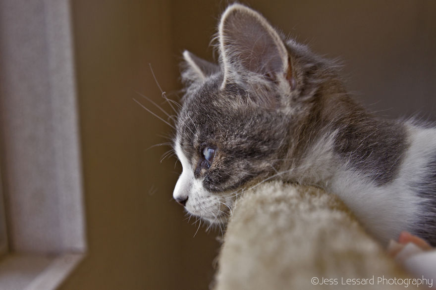 I Photograph Rescue Cats At The Largest No-Kill Cat Sanctuary In California (700+ Cats) To Help Them Get Adopted I Photograph Rescue Cats At The Largest No-Kill Cat Sanctuary In California (700+ Cats) To Help Them Get Adopted