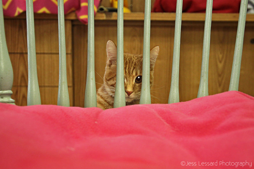 I Photograph Rescue Cats At The Largest No-Kill Cat Sanctuary In California (700+ Cats) To Help Them Get Adopted I Photograph Rescue Cats At The Largest No-Kill Cat Sanctuary In California (700+ Cats) To Help Them Get Adopted