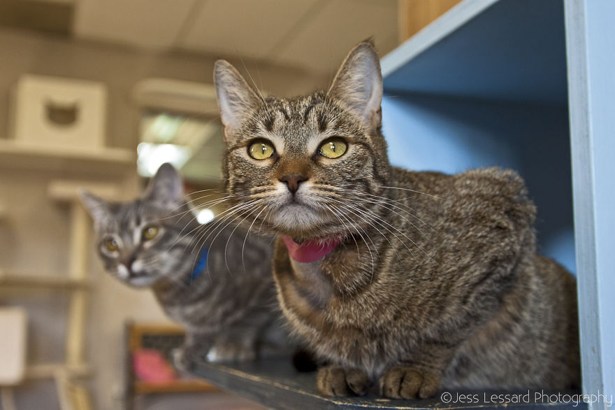 I Photograph Rescue Cats At The Largest No-Kill Cat Sanctuary In California (700+ Cats) To Help Them Get Adopted I Photograph Rescue Cats At The Largest No-Kill Cat Sanctuary In California (700+ Cats) To Help Them Get Adopted