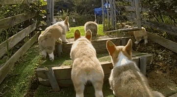Corgi Puppies Running In Slow-Mo Will Make Your Day