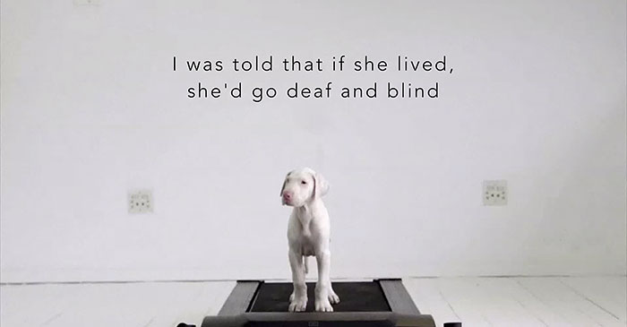 Time-Lapse Of My Rescued Puppy Growing Up On A Treadmill Time-Lapse Of My Rescued Puppy Growing Up On A Treadmill