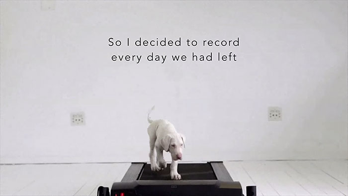 Time-Lapse Of My Rescued Puppy Growing Up On A Treadmill Time-Lapse Of My Rescued Puppy Growing Up On A Treadmill