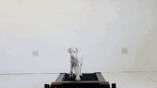 Time-Lapse Of My Rescued Puppy Growing Up On A Treadmill Time-Lapse Of My Rescued Puppy Growing Up On A Treadmill