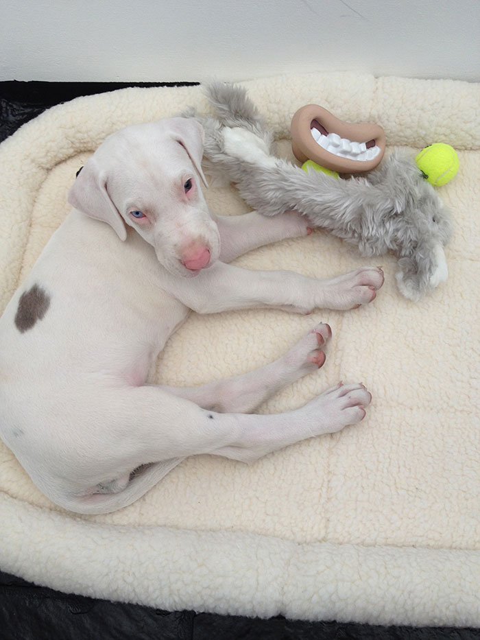 Time-Lapse Of My Rescued Puppy Growing Up On A Treadmill Time-Lapse Of My Rescued Puppy Growing Up On A Treadmill