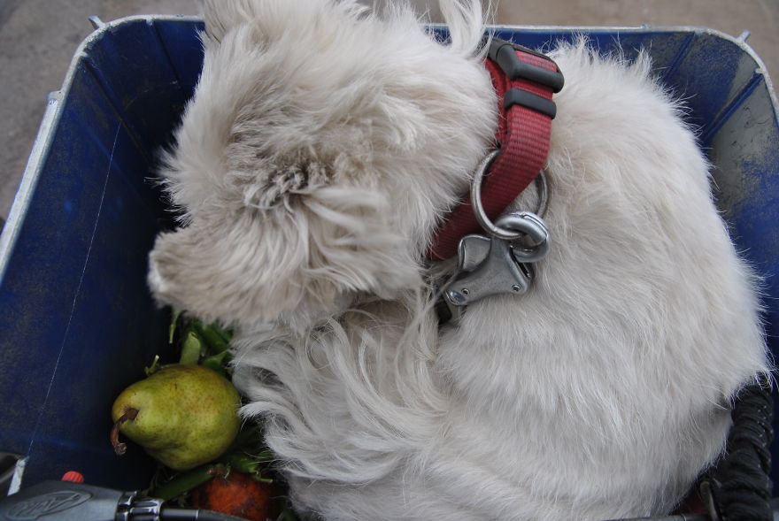 I&#8217;m Cycling 26,000 Km Around The World With My Blind Dog Tulku