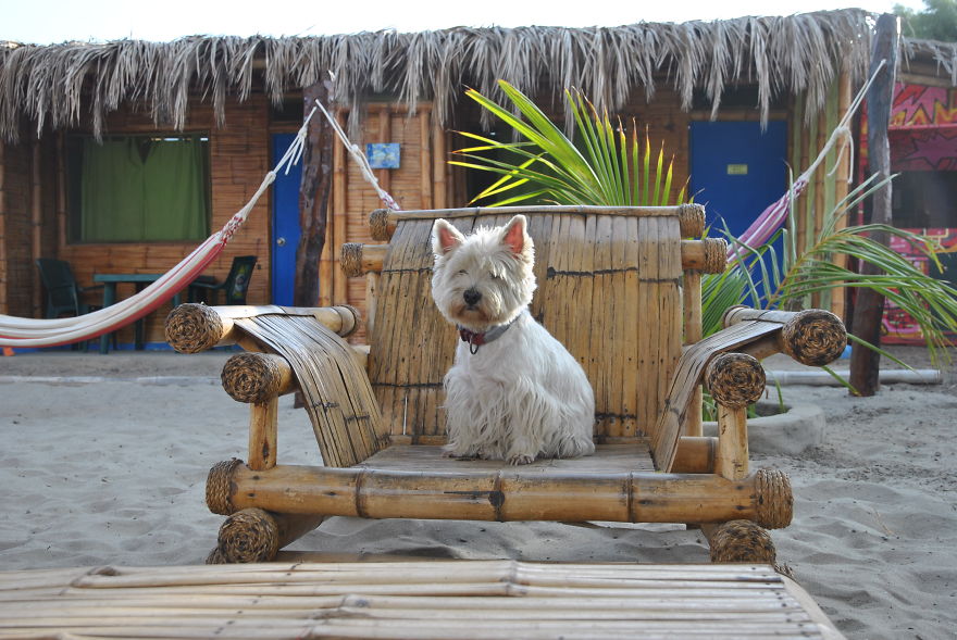 I&#8217;m Cycling 26,000 Km Around The World With My Blind Dog Tulku