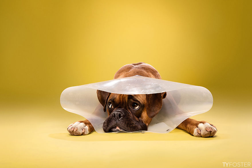 I Photograph Dogs Wearing Cones Of Shame