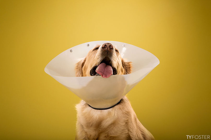I Photograph Dogs Wearing Cones Of Shame