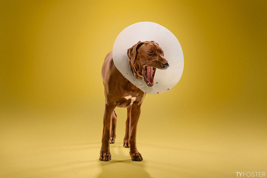 I Photograph Dogs Wearing Cones Of Shame