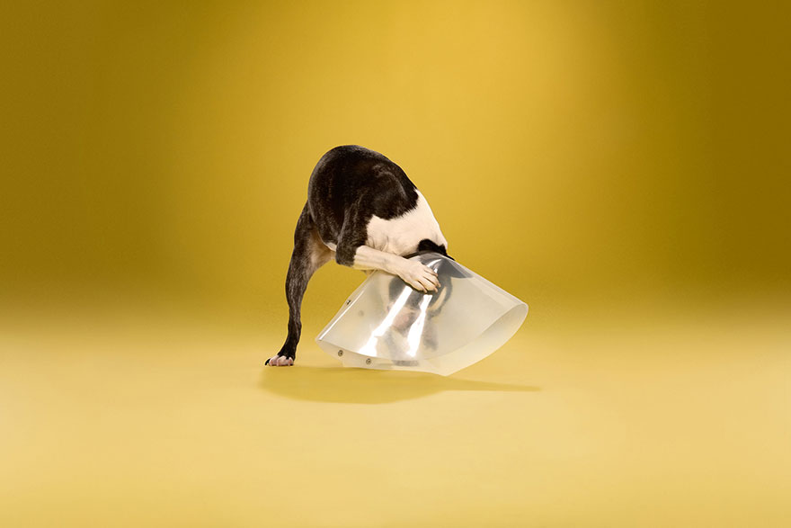 I Photograph Dogs Wearing Cones Of Shame