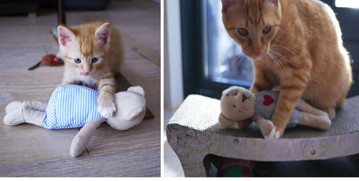 73 Before-And-After Photos Of Pets Growing Up With Their Toys 73 Before-And-After Photos Of Pets Growing Up With Their Toys