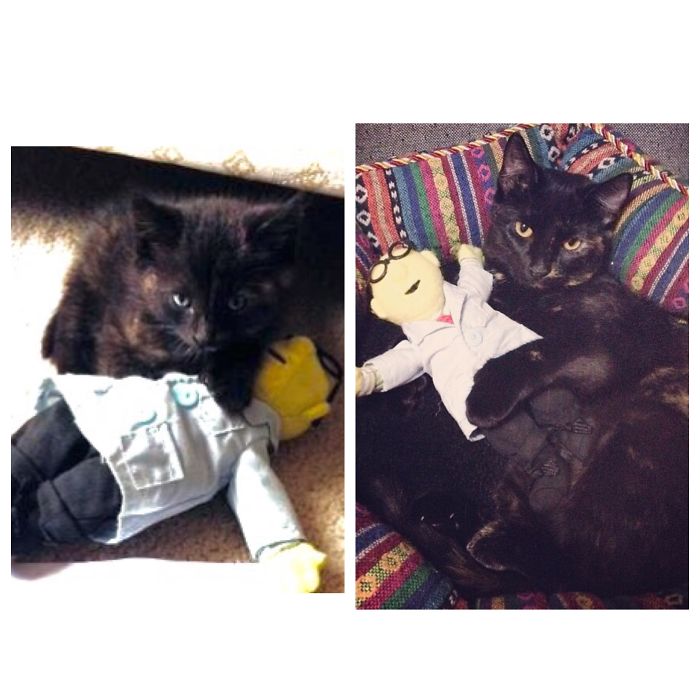 73 Before-And-After Photos Of Pets Growing Up With Their Toys 73 Before-And-After Photos Of Pets Growing Up With Their Toys