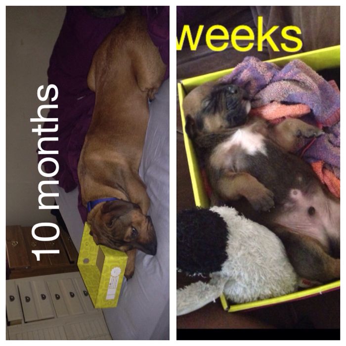 73 Before-And-After Photos Of Pets Growing Up With Their Toys 73 Before-And-After Photos Of Pets Growing Up With Their Toys