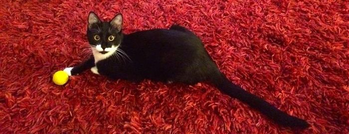 73 Before-And-After Photos Of Pets Growing Up With Their Toys 73 Before-And-After Photos Of Pets Growing Up With Their Toys