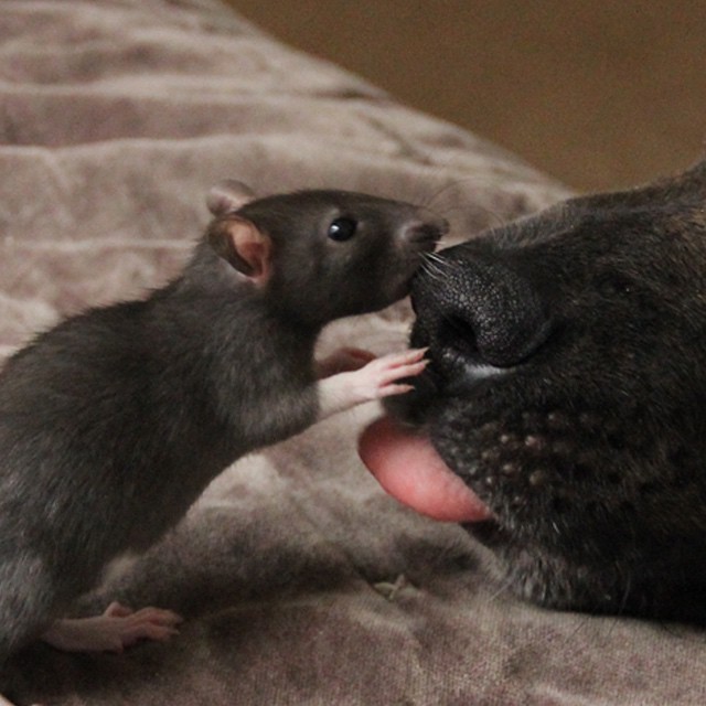 This Rescued Pet Rat And Dog Are The Best Buddies Ever