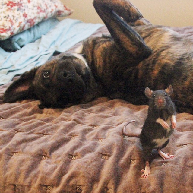 This Rescued Pet Rat And Dog Are The Best Buddies Ever